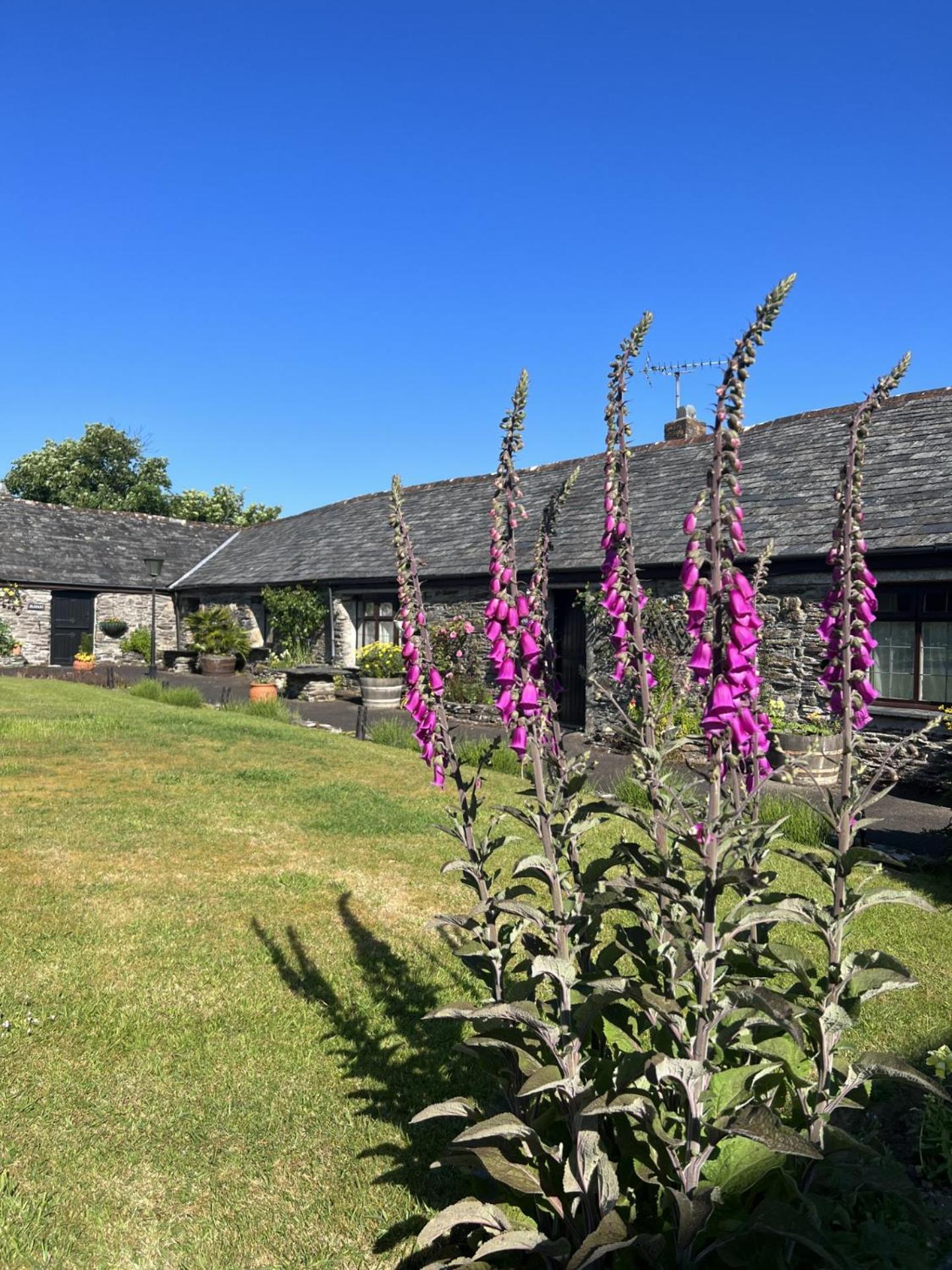 Courtyard Farm Cottages Boscastle Extérieur photo